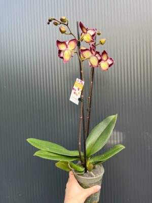 Phalaenopsis Tinkerbell’s Kizz | Storczyk