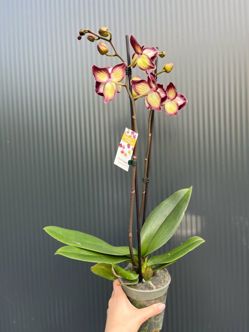 Phalaenopsis Tinkerbell’s Kizz | Storczyk
