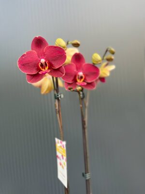 Phalaenopsis ‘Ola’| Storczyk