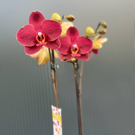 Phalaenopsis ‘Ola’| Storczyk