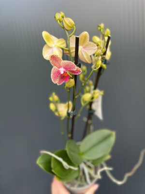Phalaenopsis ‘Pikachu’ | Storczyk
