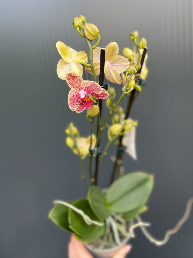 Phalaenopsis ‘Pikachu’ | Storczyk