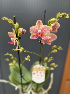 Phalaenopsis ‘Pikachu’ | Storczyk