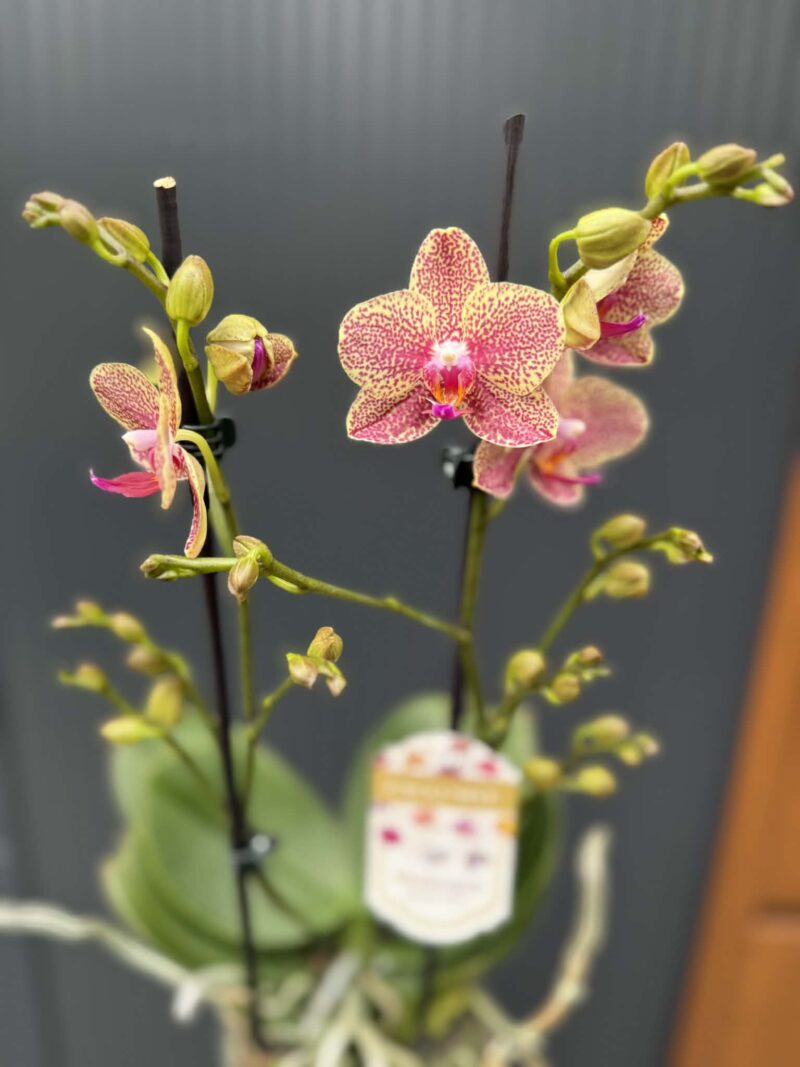 Phalaenopsis ‘Pikachu’ | Storczyk