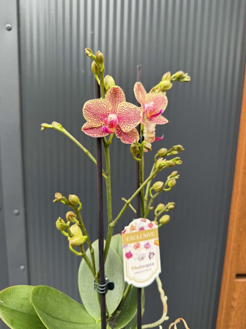 Phalaenopsis ‘Pikachu’ | Storczyk