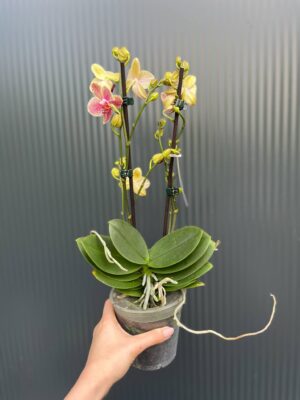 Phalaenopsis ‘Pikachu’ | Storczyk