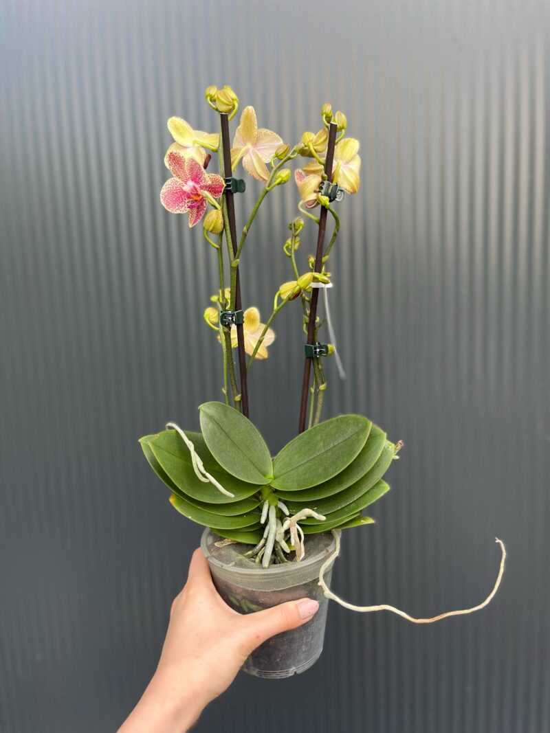 Phalaenopsis ‘Pikachu’ | Storczyk