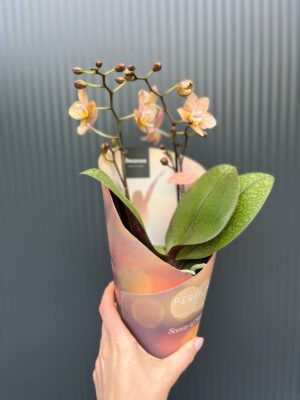 Phalaenopsis Scention – Pachnący Storczyk