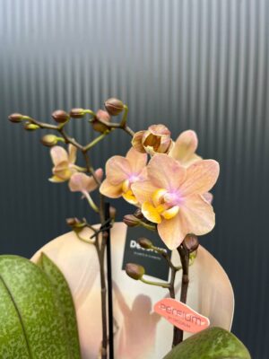Phalaenopsis Scention – Pachnący Storczyk