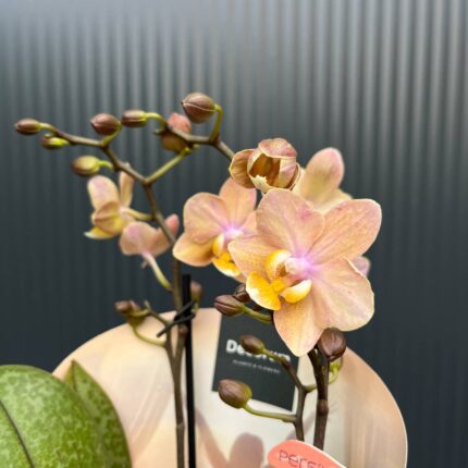 Phalaenopsis Scention – Pachnący Storczyk