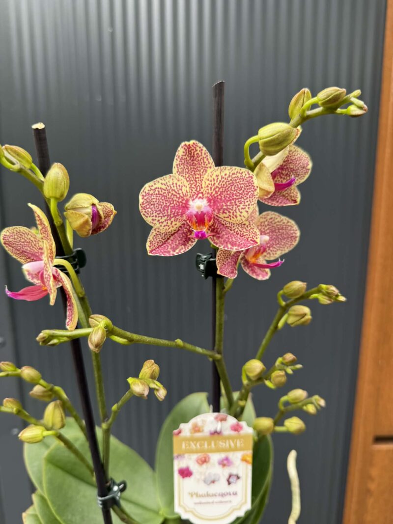 Phalaenopsis ‘Pikachu’ | Storczyk