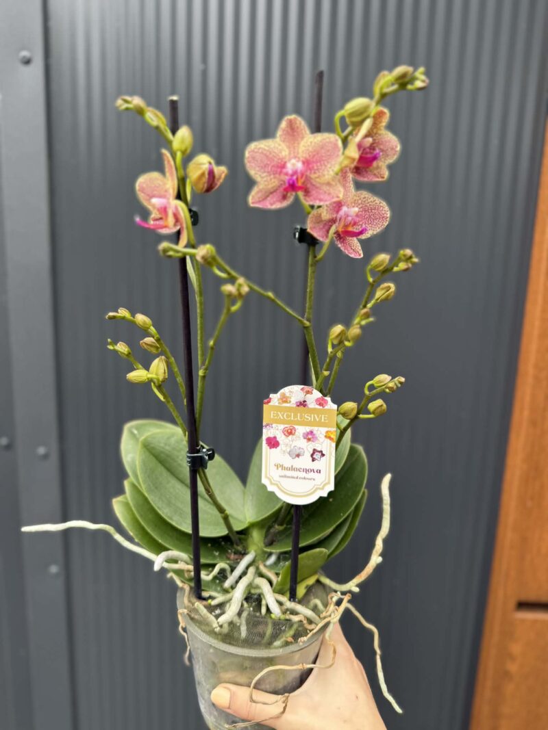 Phalaenopsis ‘Pikachu’ | Storczyk