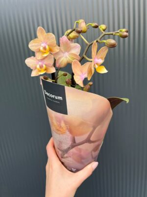 Phalaenopsis Scention – Pachnący Storczyk