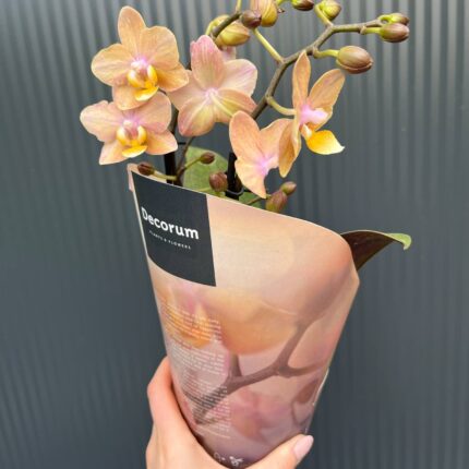 Phalaenopsis Scention – Pachnący Storczyk