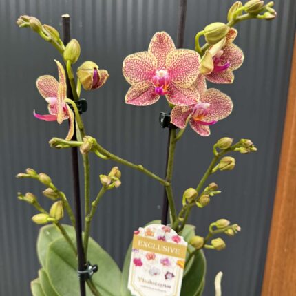 Phalaenopsis ‘Pikachu’ | Storczyk