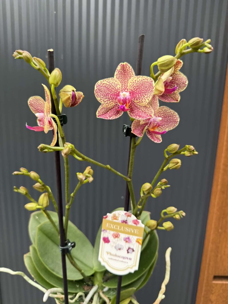 Phalaenopsis ‘Pikachu’ | Storczyk