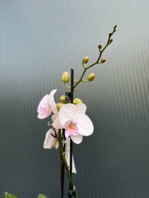 phalaenopsis manta ambon | Storczyk