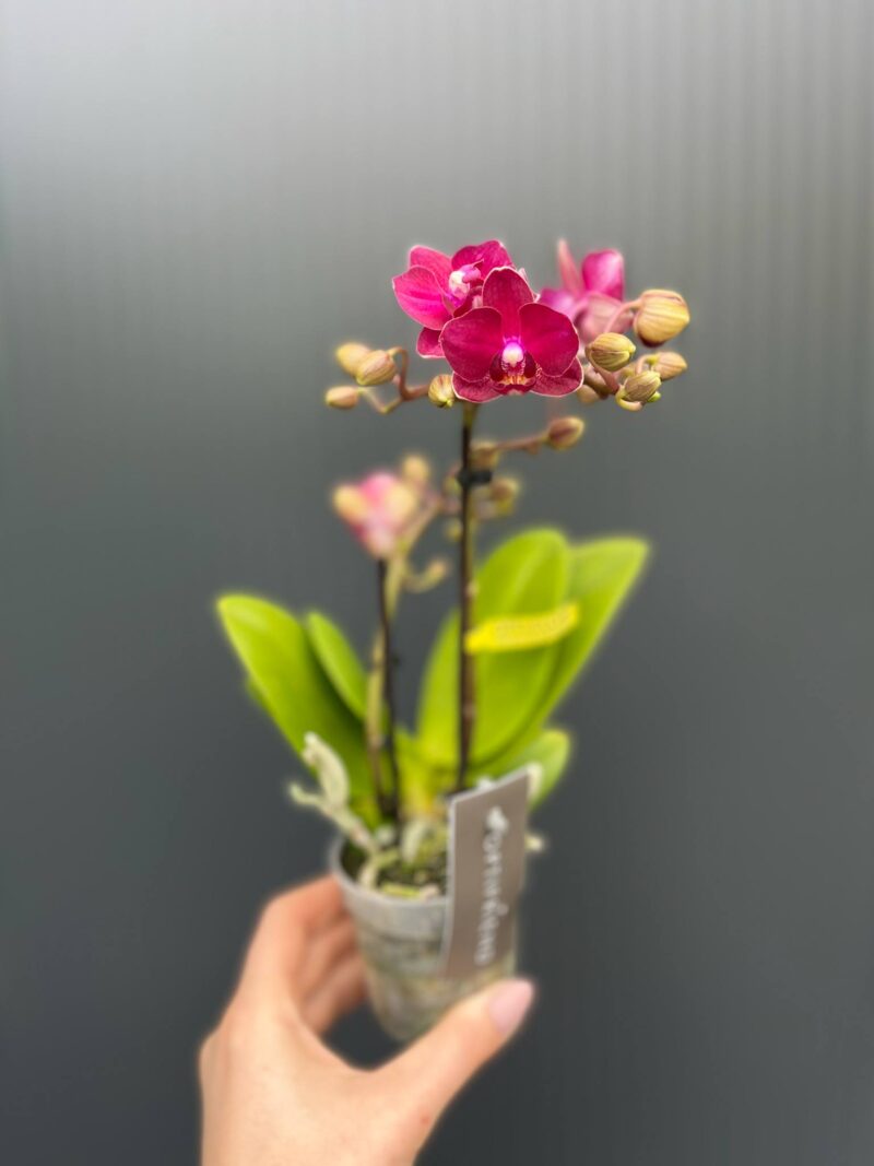phalaenopsis kongo | Storczyk