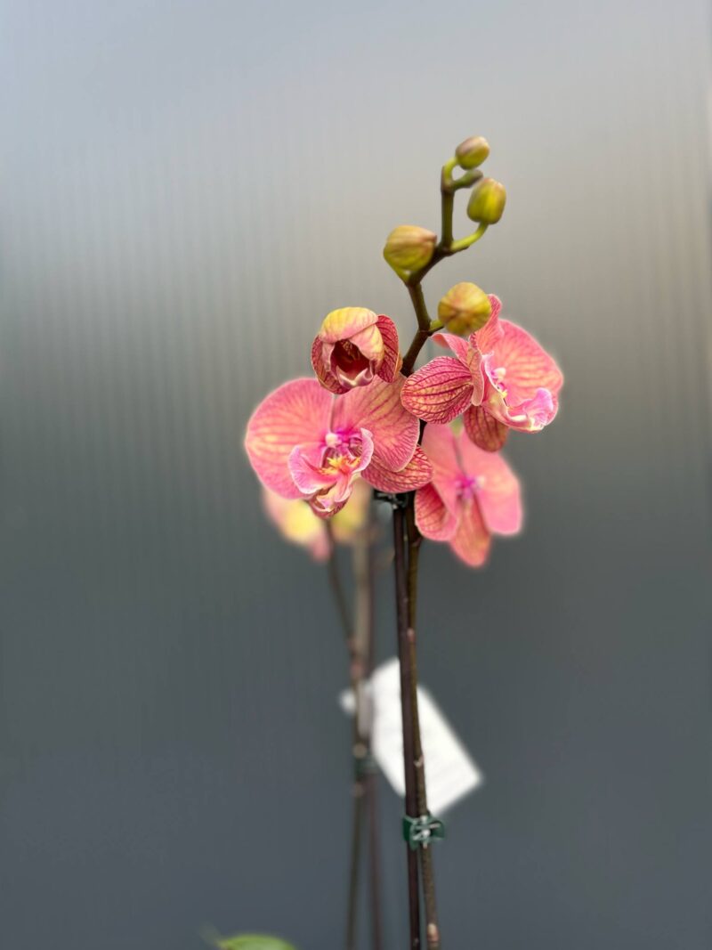 Doritaenopsis | Storczyk