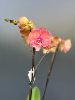 Doritaenopsis | Storczyk