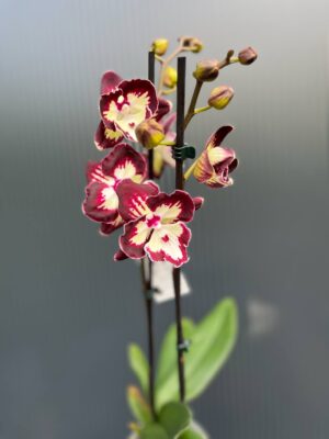 Phalaenopsis Tinkerbell’s Kizz | Storczyk
