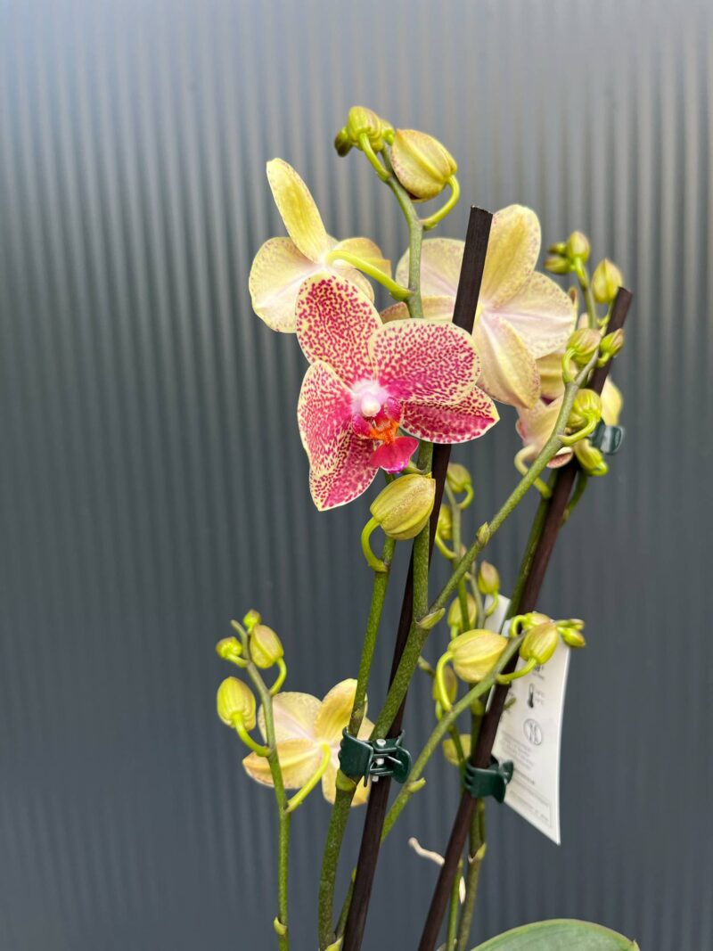 Phalaenopsis ‘Pikachu’ | Storczyk