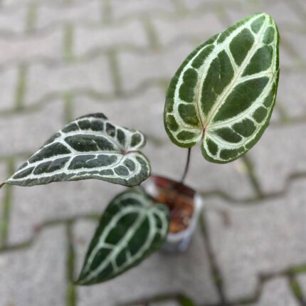 Anthurium Dockblock Zara® ’29’ x Dockblock Zara® ‘3’