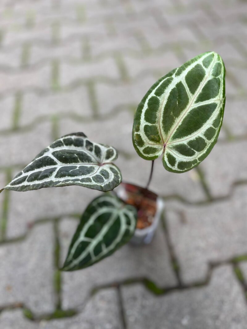 Anthurium Dockblock Zara® ’29’ x Dockblock Zara® ‘3’ Anthurium Dockblock Zara® ’29’ x Dockblock Zara® ‘3’