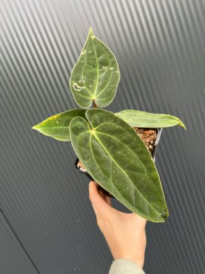 Anthurium Magnificent Girl ‘Inverse Crossing’ x  Anthurium papillilaminum