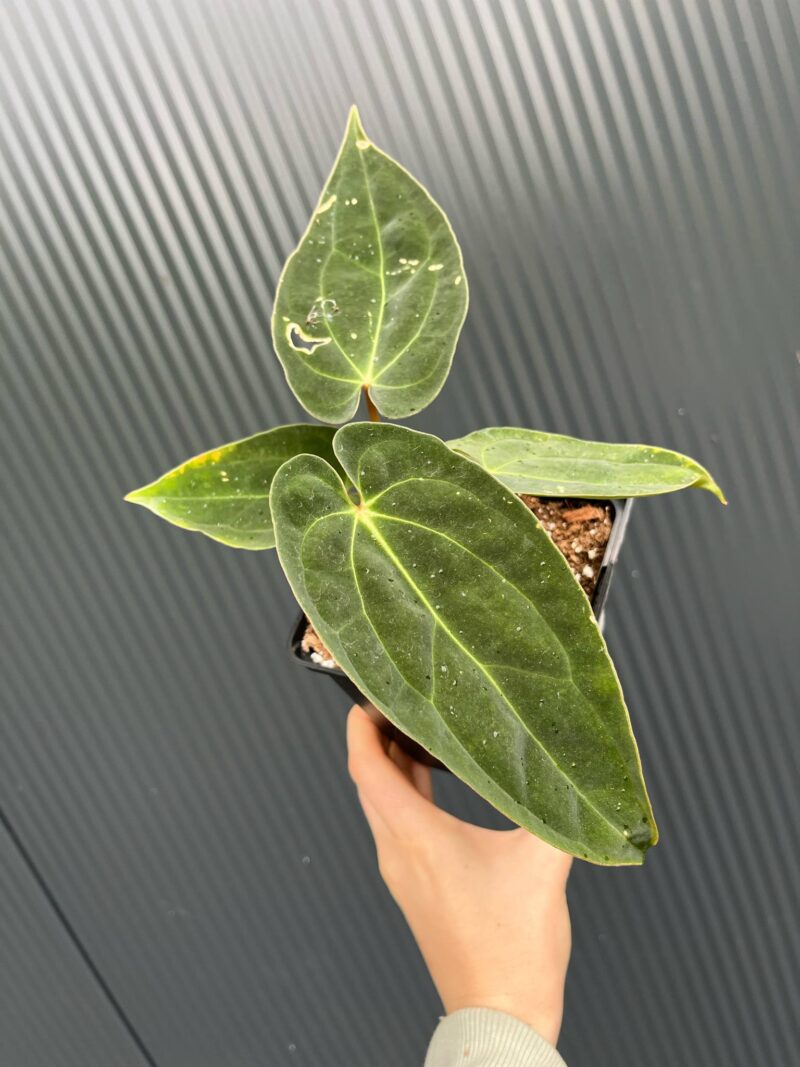 Anthurium Magnificent Girl ‘Inverse Crossing’ x  Anthurium papillilaminum