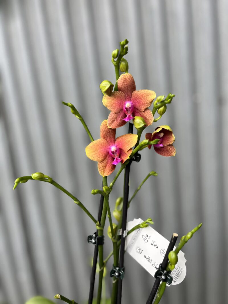 Phalaenopsis Bolgheri | Storczyk Pachnący