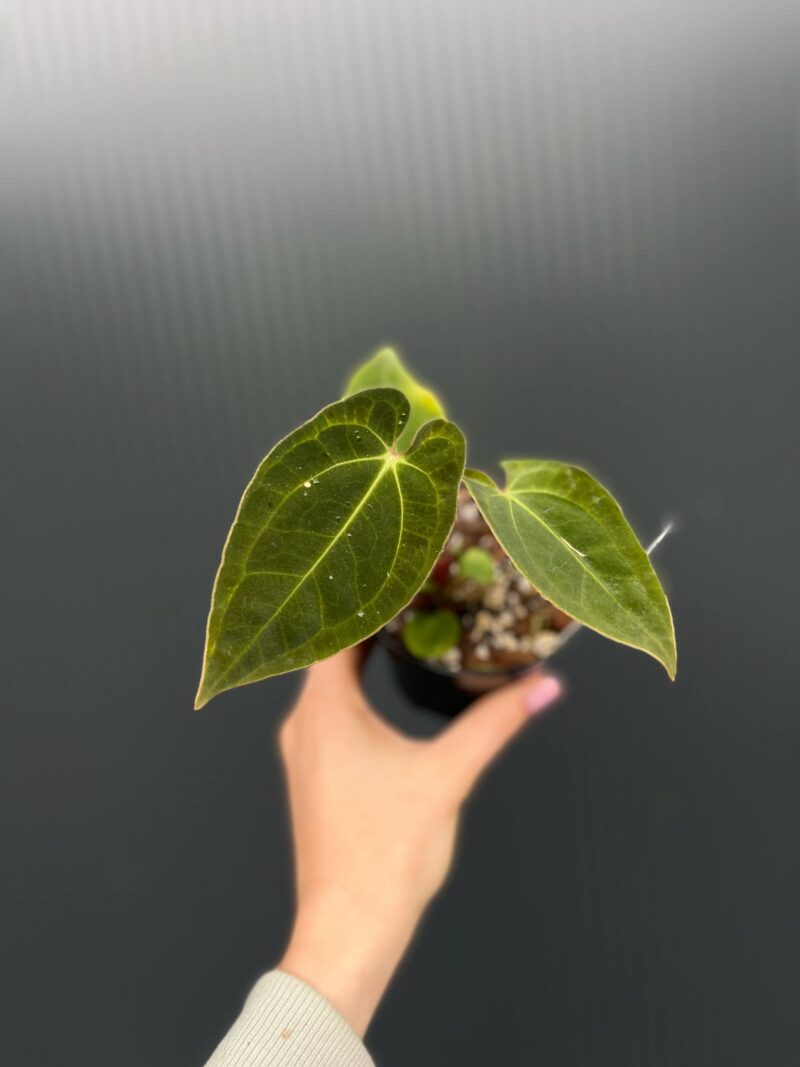 Anthurium ‘Eureka’ x Papillilaminum