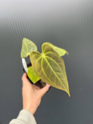 Anthurium Ecuagenera Green Soul x Anthurium Papillilaminum