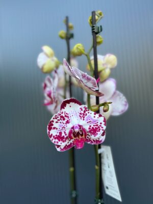 Phalaenopsis Bohemian Mondriaan | Storczyk ( przekwitajacy)