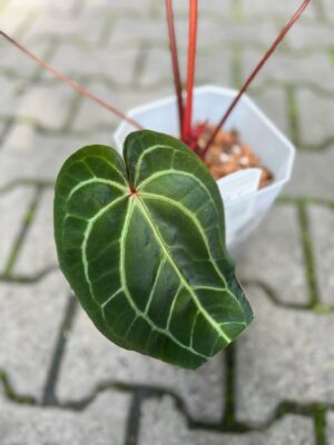 Dockblock Anthurium Purple Rain® ’27 x Michelle® ‘1’