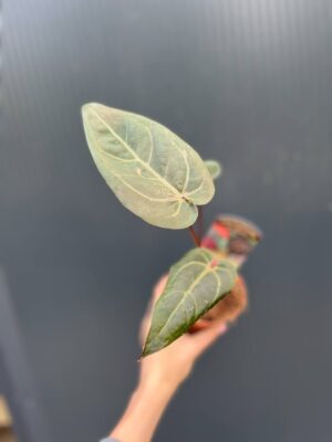 Dockblock Anthurium Dark Handsome® ‘9’ x Red Velvet Cake® ’24’