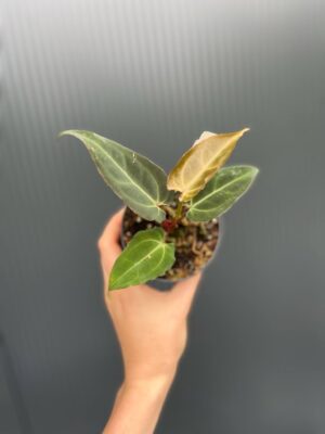 Anthurium Crystal Sky