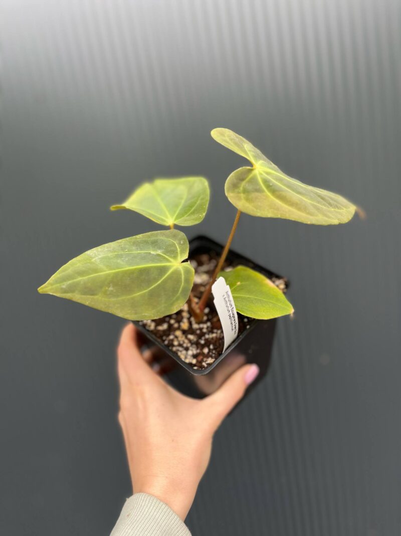 Anthurium Ecuagenera Green Soul x Anthurium Papillilaminum