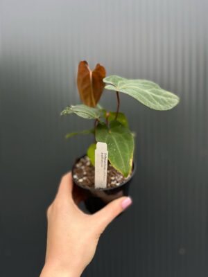 Anthurium ‘Eureka’ x Papillilaminum