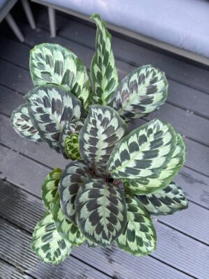 Calathea ‘Kennedy’
