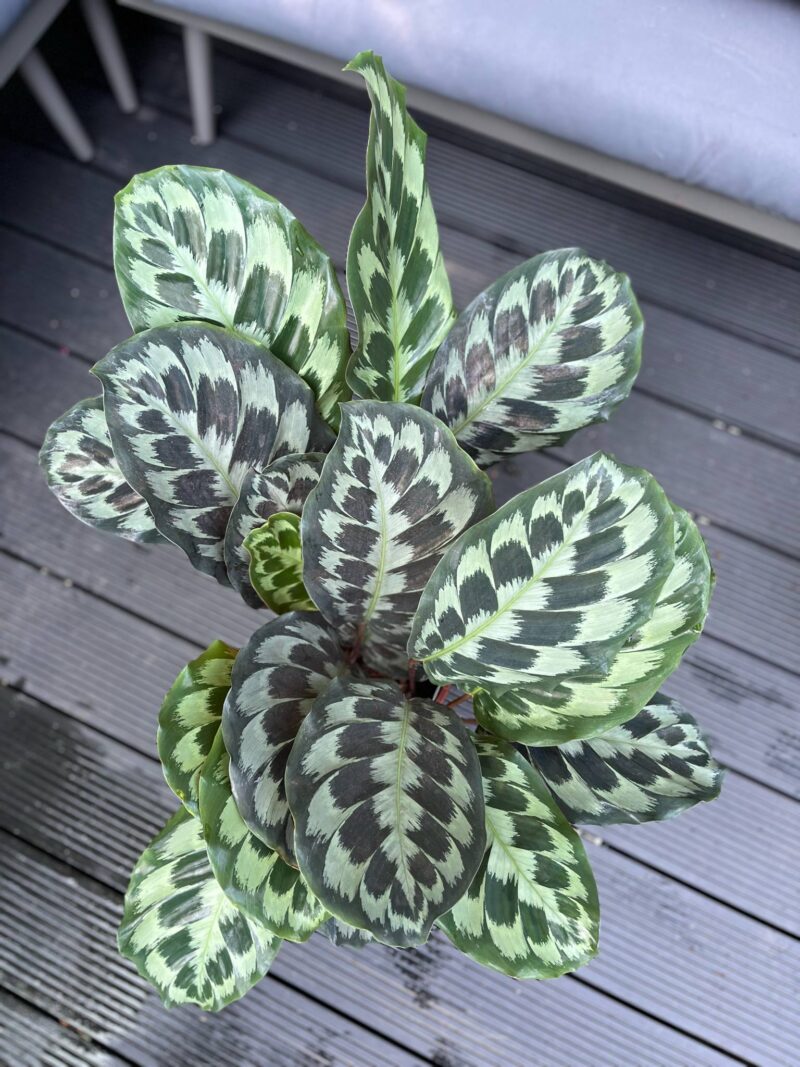 Calathea ‘Kennedy’