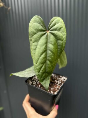 Anthurium nigrolaminum ‘Gigi’ x Anthurium Dressleri