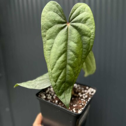 Anthurium nigrolaminum ‘Gigi’ x Anthurium Dressleri