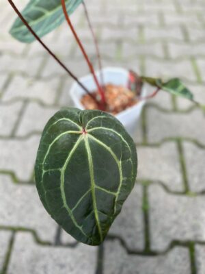 Dockblock Anthurium Purple Rain® ’27 x Michelle® ‘1’