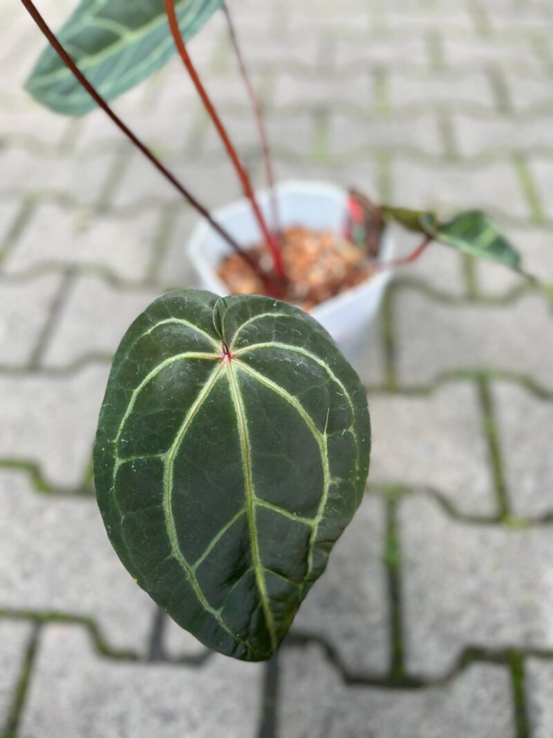 Dockblock Anthurium Purple Rain® ’27 x Michelle® ‘1’