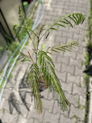 Albicja jedwabista (Albizia julibrissin)