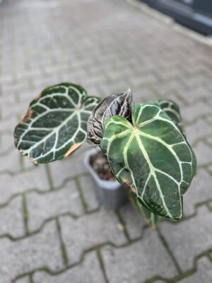 Anthurium Docblock Crystallinum Select Color ’56’ x Michelle® ‘1’