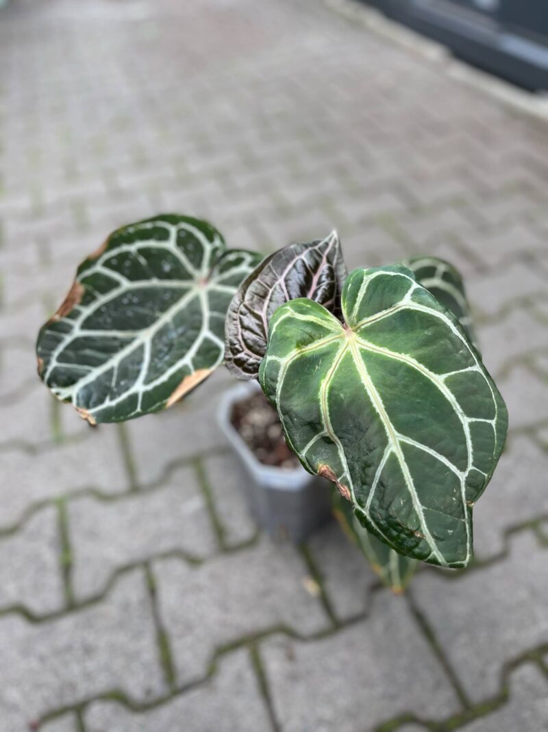 Anthurium Docblock Crystallinum Select Color ’56’ x Michelle® ‘1’