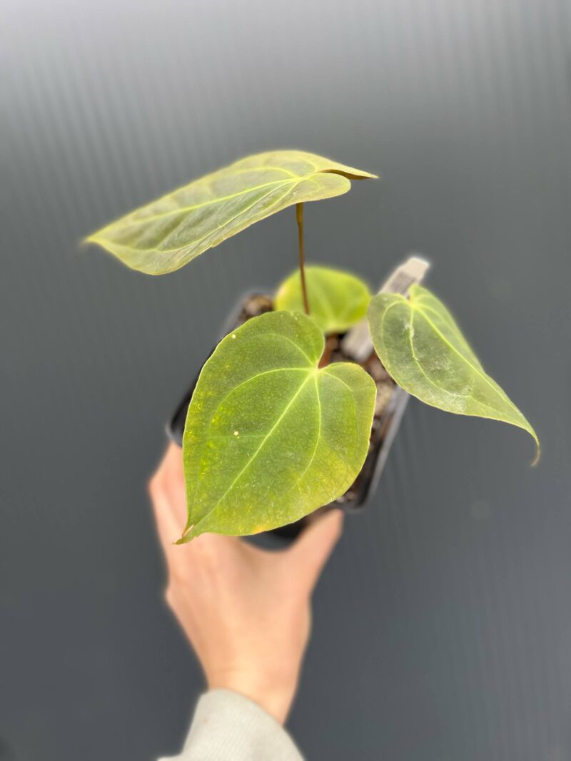 Anthurium Ecuagenera Green Soul x Anthurium Papillilaminum