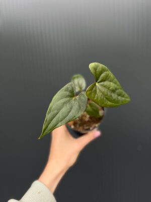 Anthurium Luxury Jungle x Papillilaminum